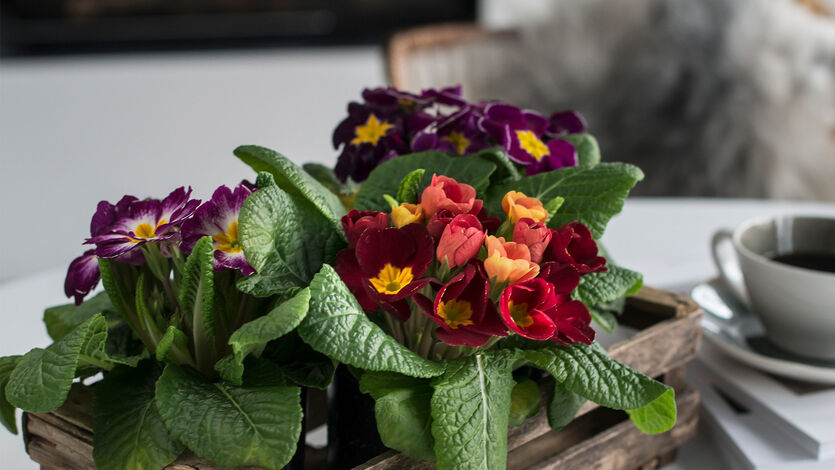 Tyvstart våren med<br/> primula og perleblomster