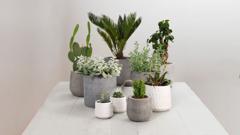 Trendy gr&oslash;nne planter
