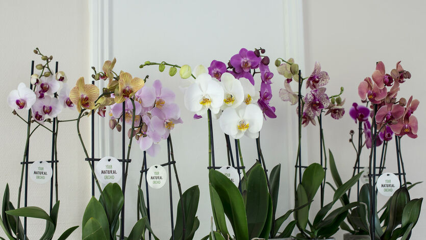 Eksotisk nytt&aring;r med phalaenopsis