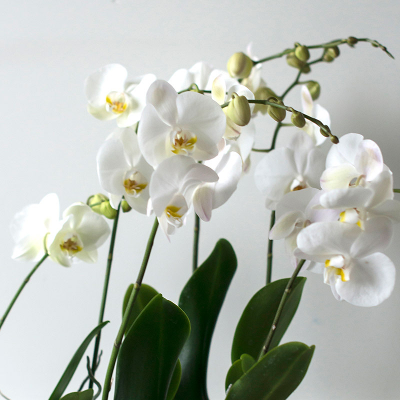 eksotisk-nyttaar-med-phalaenopsis-orkide-hvit.jpg