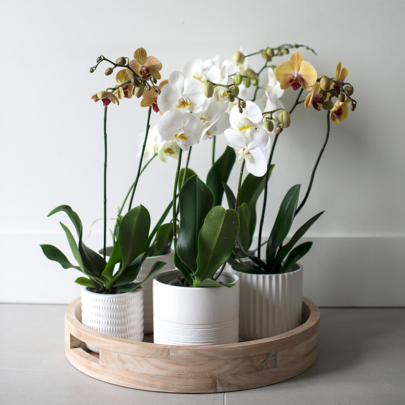 eksotisk-nyttaar-med-phalaenopsis-orkide-i-potter-samlet-brett.jpg