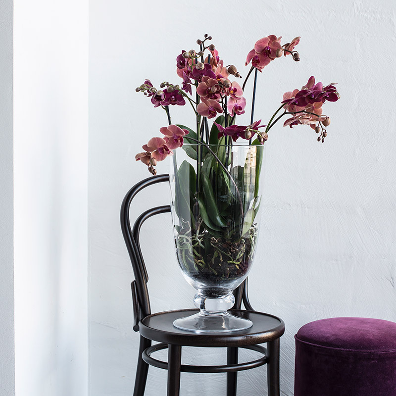 eksotisk-nyttaar-med-phalaenopsis-orkide-i-stor-vase-stol.jpg