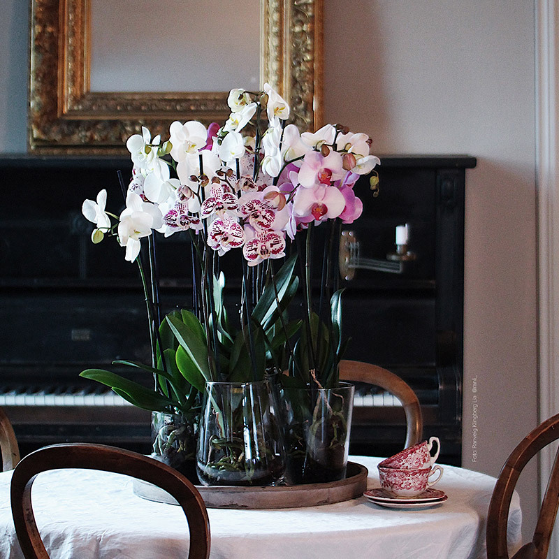 eksotisk-nyttaar-med-phalaenopsis-orkide-i-vase-borddekking.jpg