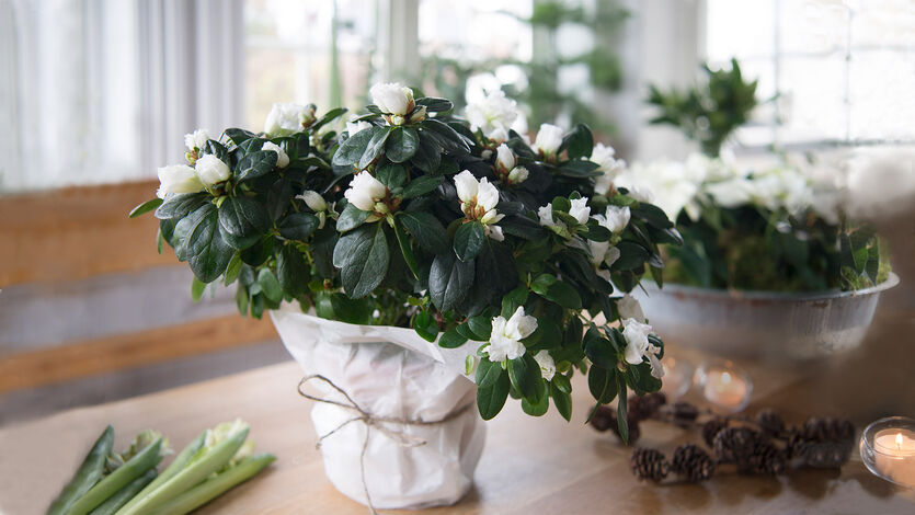 Azalea lyser opp i vintermørket