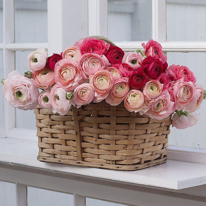 floriss-vakre-vaarblomster-ranukler-i-kurv-i-vinduet.jpg