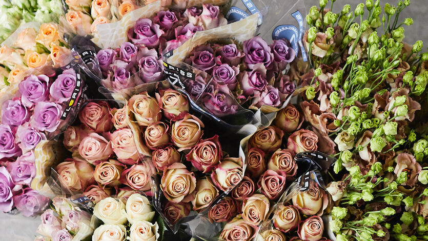 Roser i alle farger og fasonger