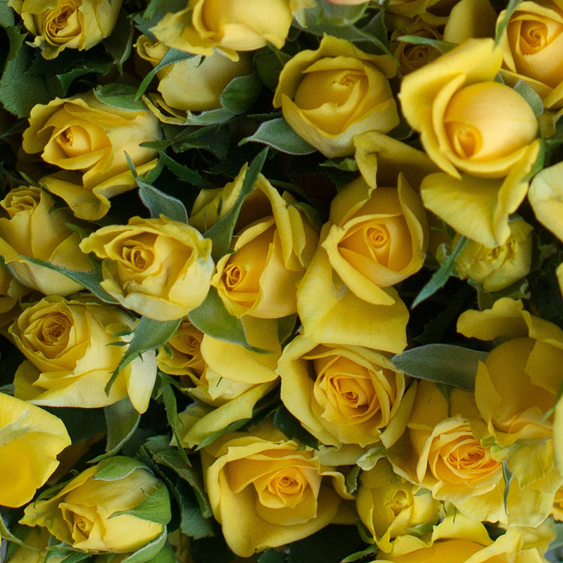 roser-i-alle-farger-og-fasonger-yellow babe.jpg