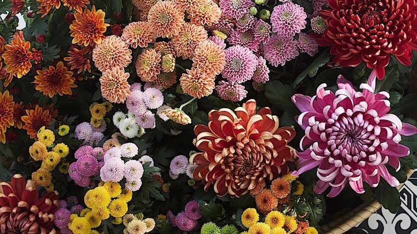 Vakre, vidunderlige krysantemum