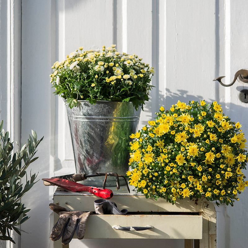 floriss gule og hvite krysantemum.jpg