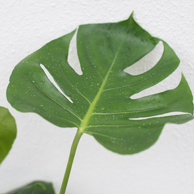 groenne-planter-monstera-vindusblad-2.jpg