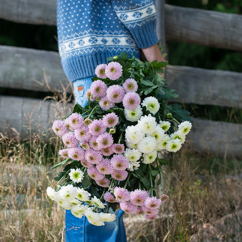 floriss-vaarblomster krysantemum.jpg