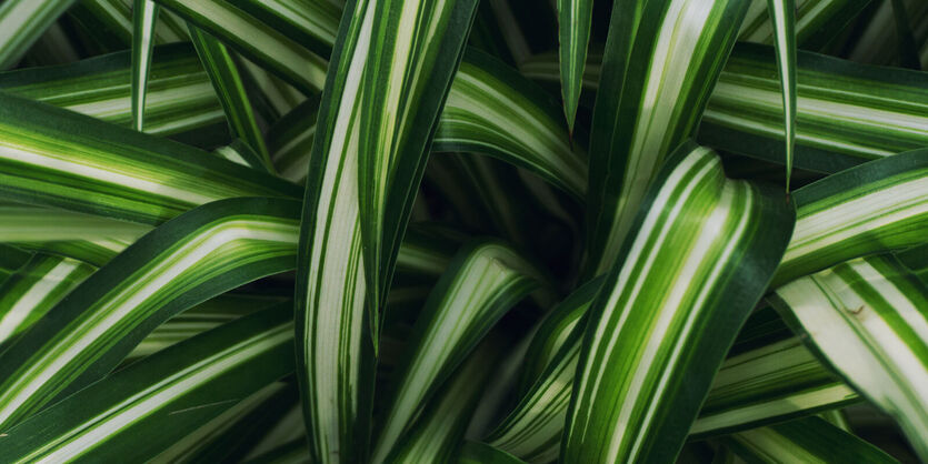 Gr&oslash;nnrenner<br/> - lite jobb, mye glede