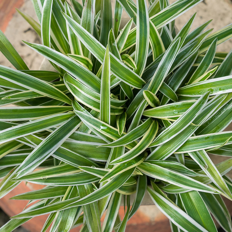 chlorophytum-gronnrenner-2-floriss.jpg