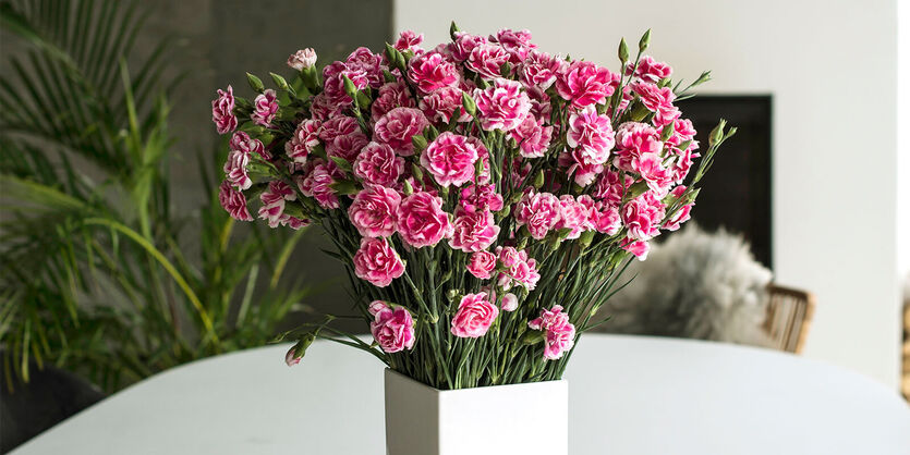 Nellik og grennellik