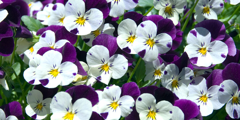 Stemorsblomster<br/> –  vårlige favoritter