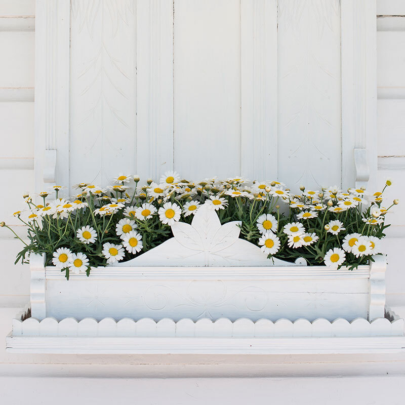 hvite margeritter i blomsterkasse.jpg