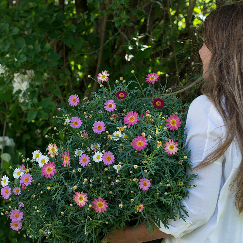 margeritter bukett i friske innbydende farger