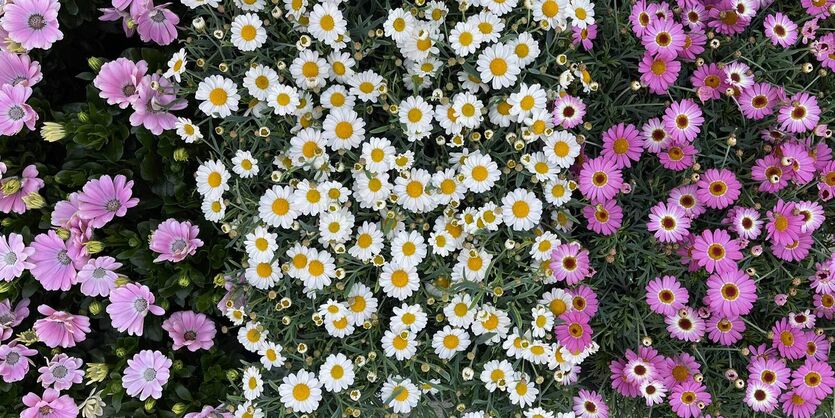 Margeritter – en fryd for øyet