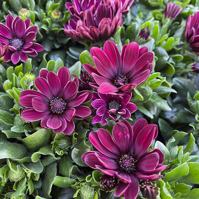 margeritter grandaisy lilla