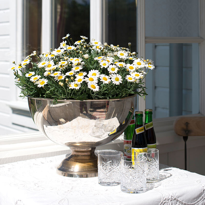 margeritter trives-veldig-godt i sommerhagen i solen