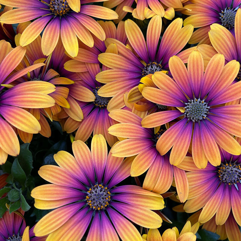 nye spanske-margeritter gule lilla og rosa