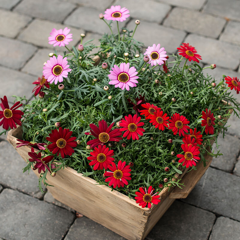 spanske-margeritter i trekasse rosa og røde