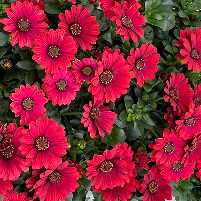 spanske margeritter røde