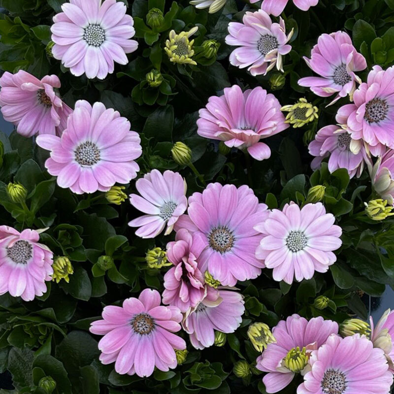 spanske margeritter rosa