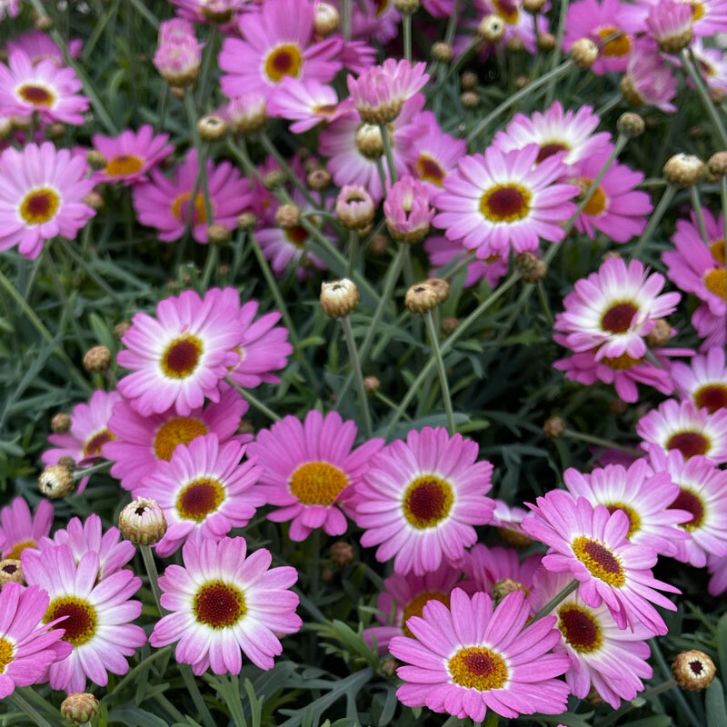 spanske margeritter-rosa og hvit