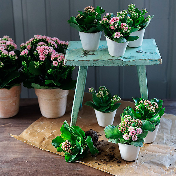 calandiva-i-krukker-og-potter-pynter-opp-i-lyse-og-rosa-farger.jpg
