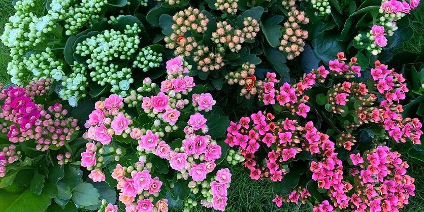 Ildtopp – en populær fargeklatt