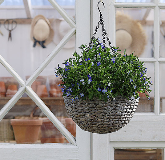 lobelia i hengeampel blå
