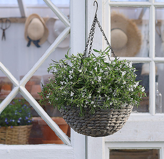 lobelia i hengeampel hvit