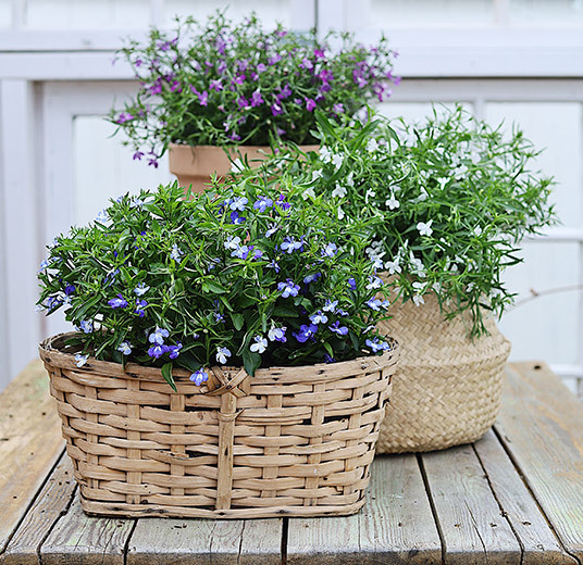 lobelia i kurv og potte blå lilla og hvit