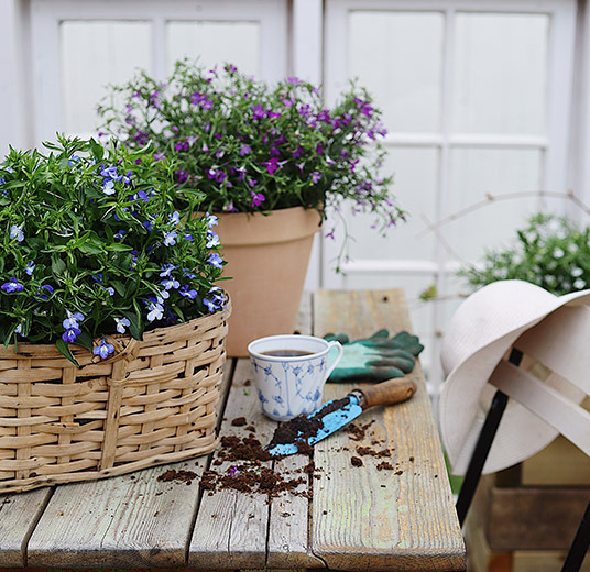 lobelia i kurv og potte blå lilla