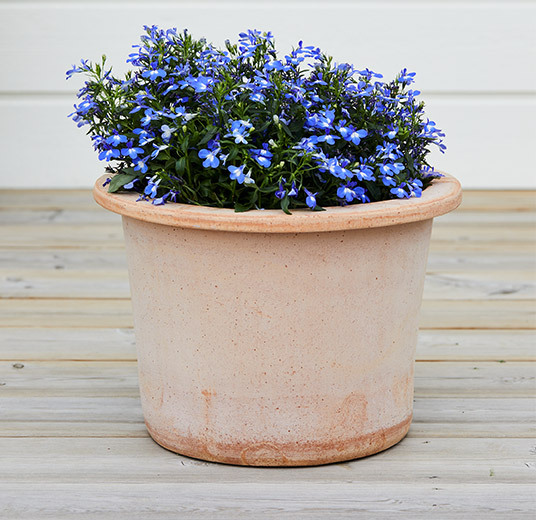 lobelia i potte blå