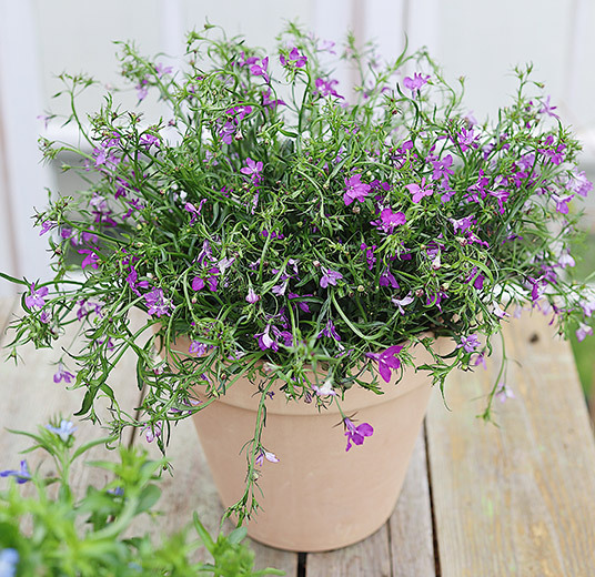 lobelia i potte lilla