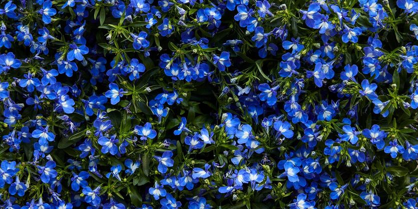 Lobelia - et lettstelt blikkfang