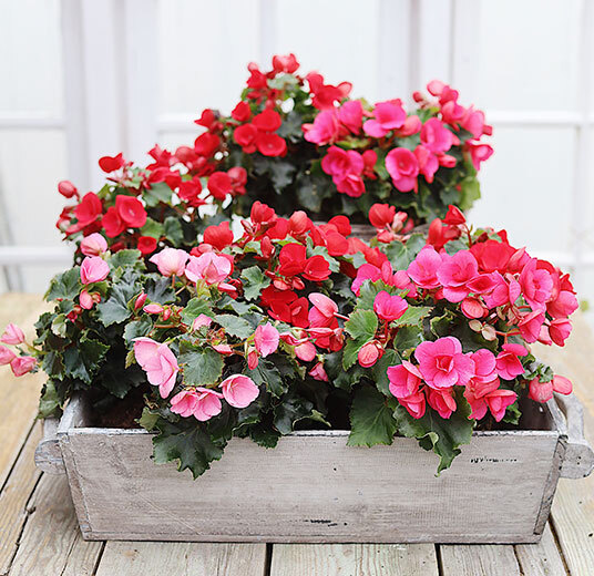 betulia i kasse rosa og røde