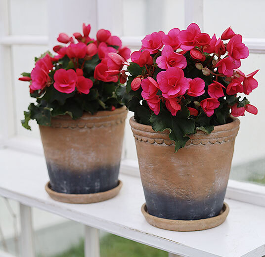 betulia i potter rosa og røde i vinduskarmen