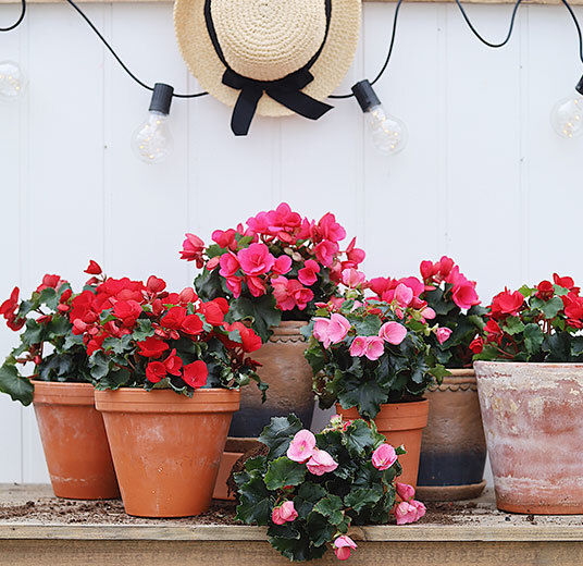 betulia i potter rosa og røde pynter opp