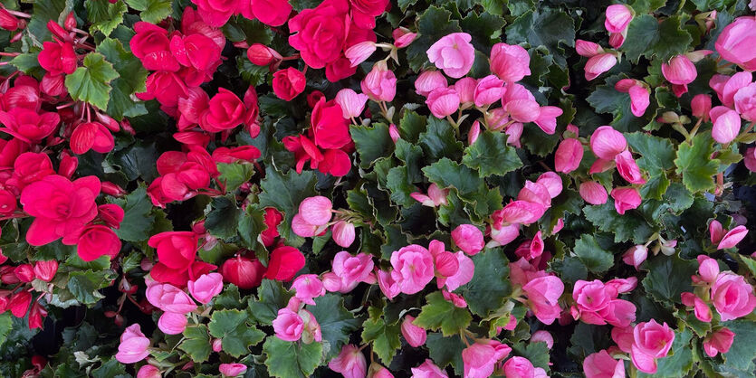 Betulia - en holdbar<br/> sommerdr&oslash;m