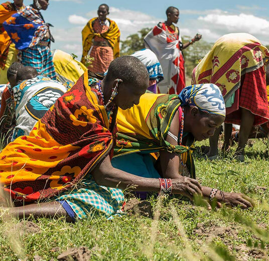 treplanting-i-kenya-masaikvinner-planter.jpg