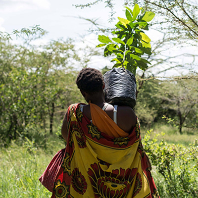 treplanting-i-kenya-kvinne-med-tre-paa-skulderen-paa-vei-til-jobb.jpg
