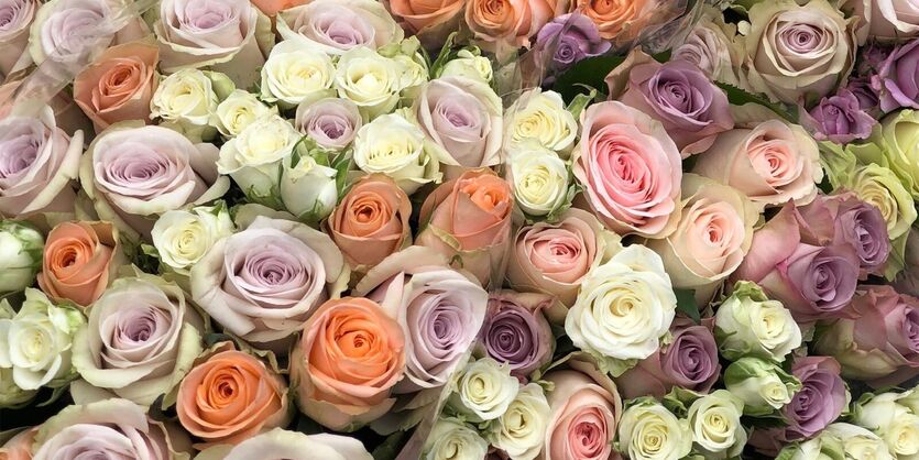 Jubileumsroser &ndash; en pastellfarget rosebukett