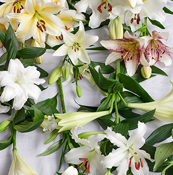 liljer-i-alle-fasonger-og-farger.jpg