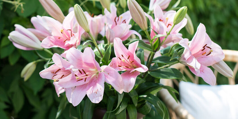 Praktfulle liljer