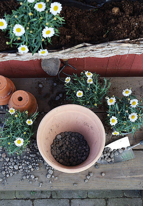utplanting-av-margeritter-i-store-potter.jpg