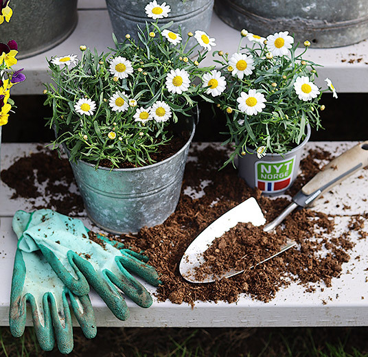 utplanting-margeritter-hansker-og-spade.jpg
