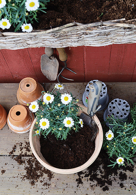 utplanting-margeritter-i-potter-med-jord.jpg